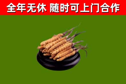 革吉县回收散虫草